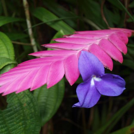 Cabanas Armonia Y Jardin De Orquideas Mindo Dış mekan fotoğraf