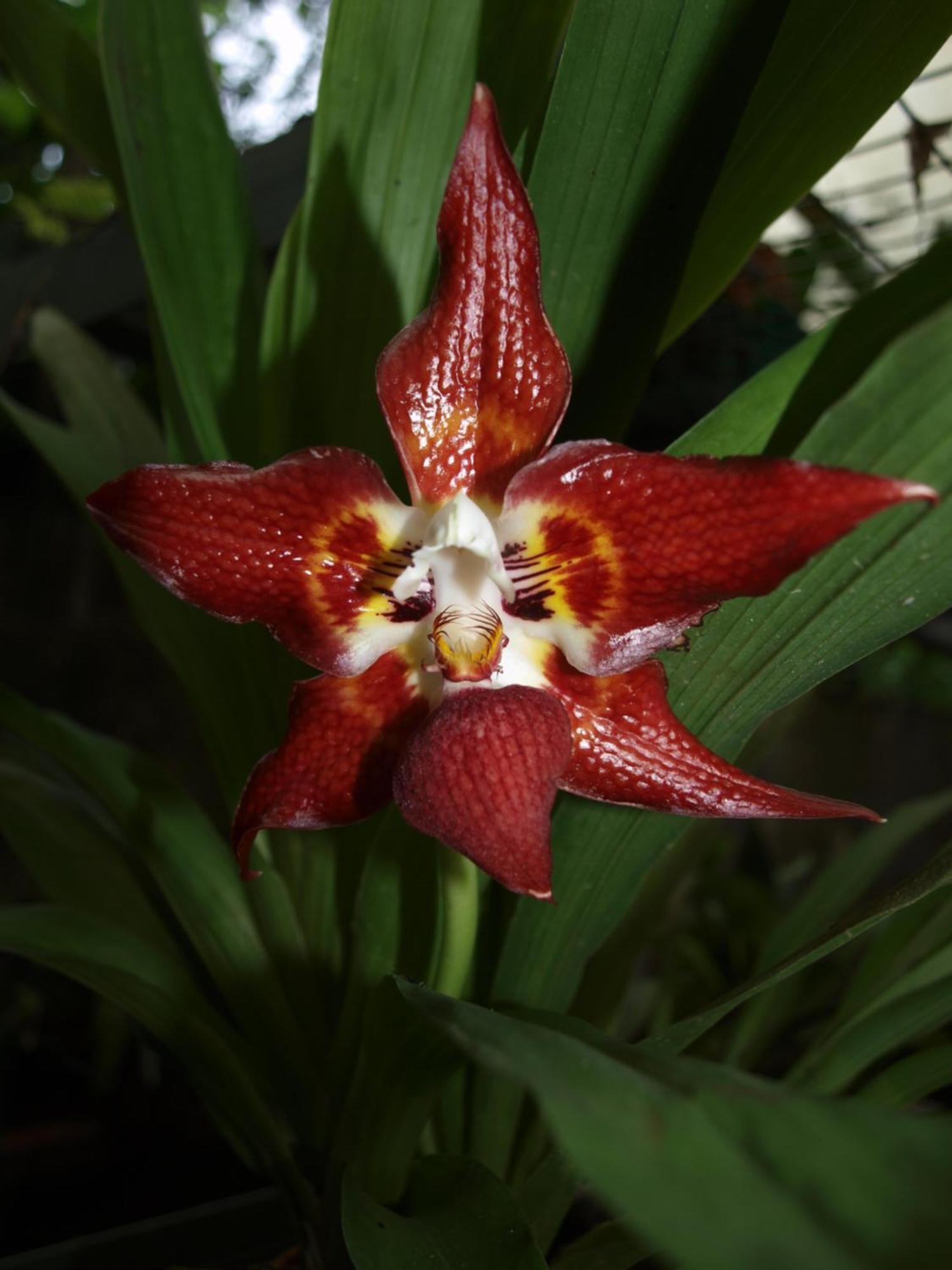 Cabanas Armonia Y Jardin De Orquideas Mindo Dış mekan fotoğraf