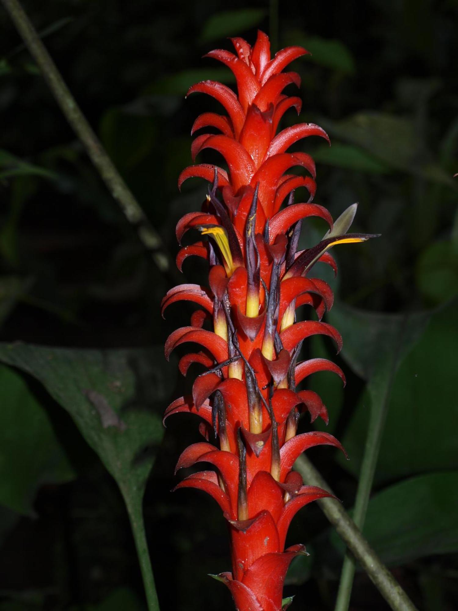 Cabanas Armonia Y Jardin De Orquideas Mindo Dış mekan fotoğraf