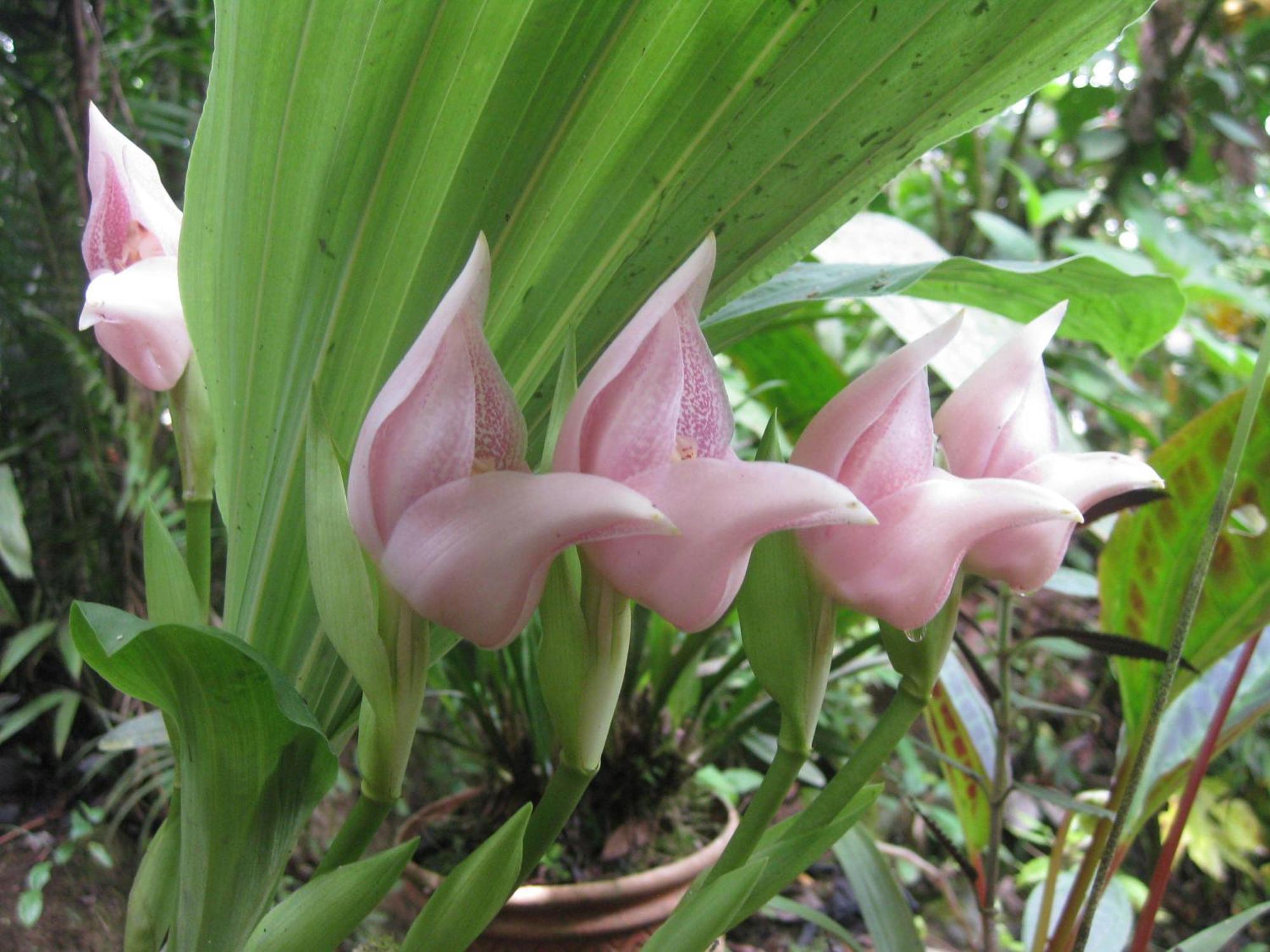 Cabanas Armonia Y Jardin De Orquideas Mindo Dış mekan fotoğraf
