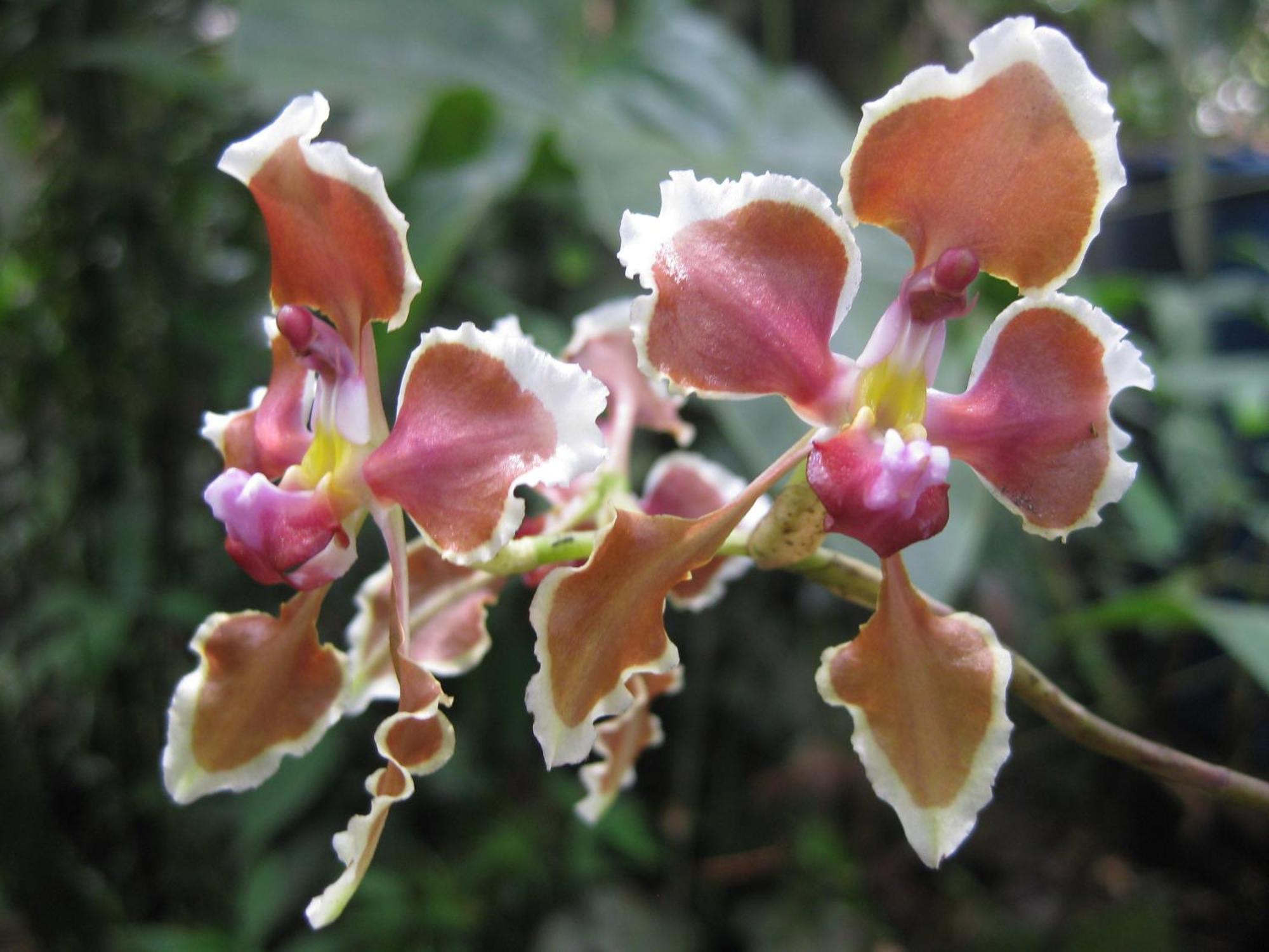 Cabanas Armonia Y Jardin De Orquideas Mindo Dış mekan fotoğraf