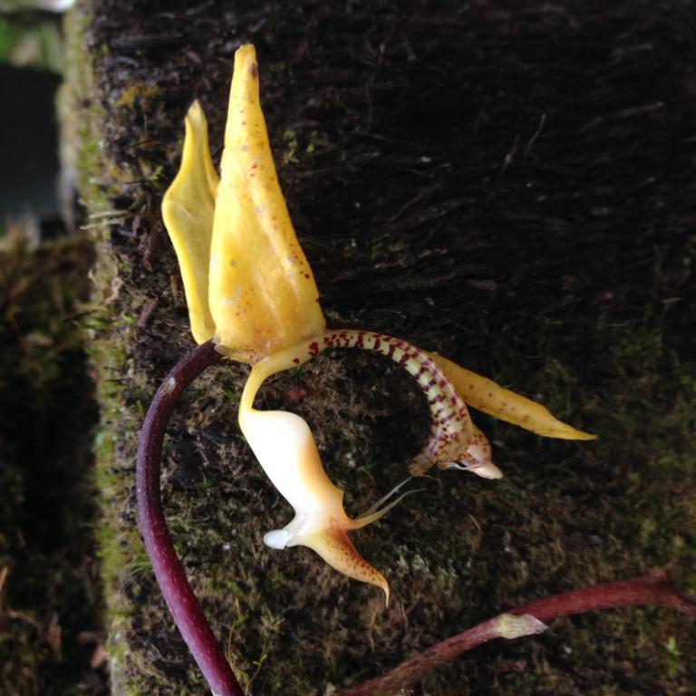 Cabanas Armonia Y Jardin De Orquideas Mindo Dış mekan fotoğraf