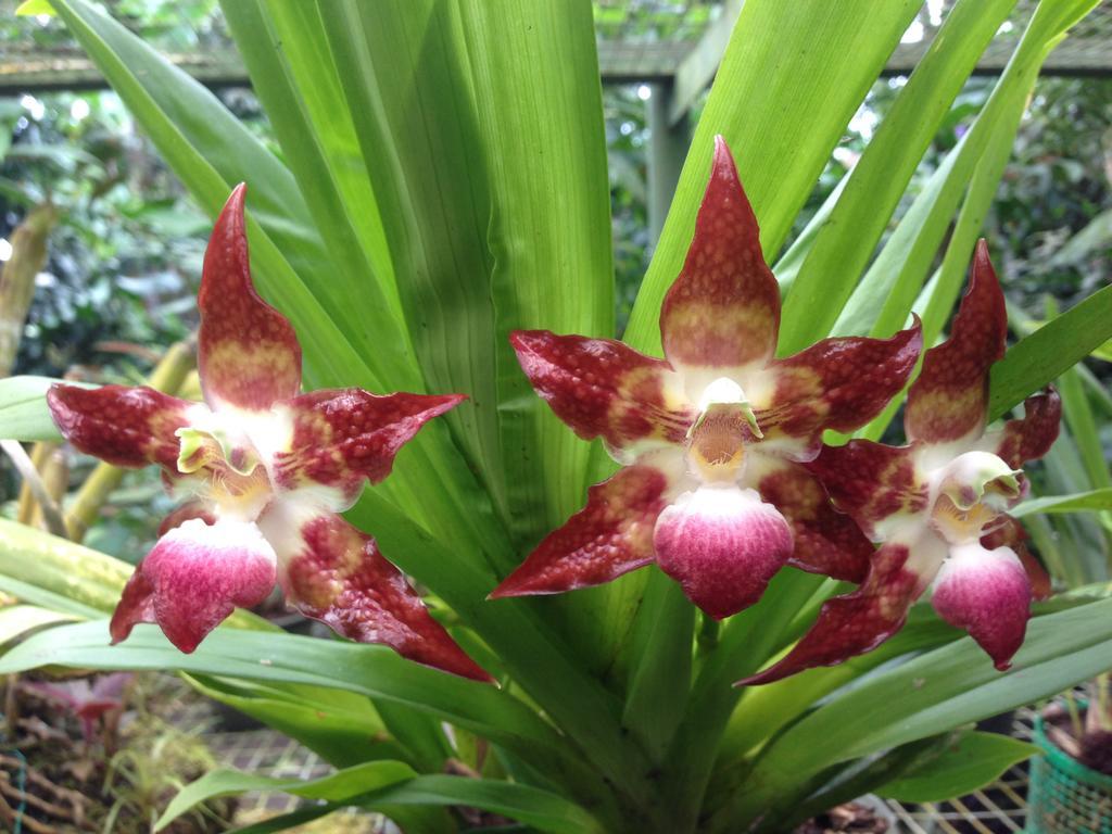 Cabanas Armonia Y Jardin De Orquideas Mindo Dış mekan fotoğraf