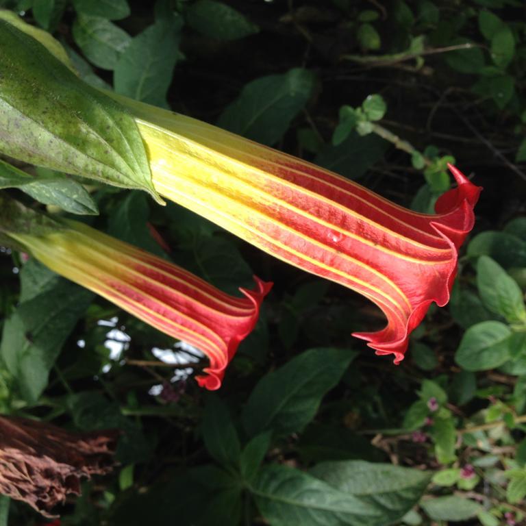 Cabanas Armonia Y Jardin De Orquideas Mindo Dış mekan fotoğraf
