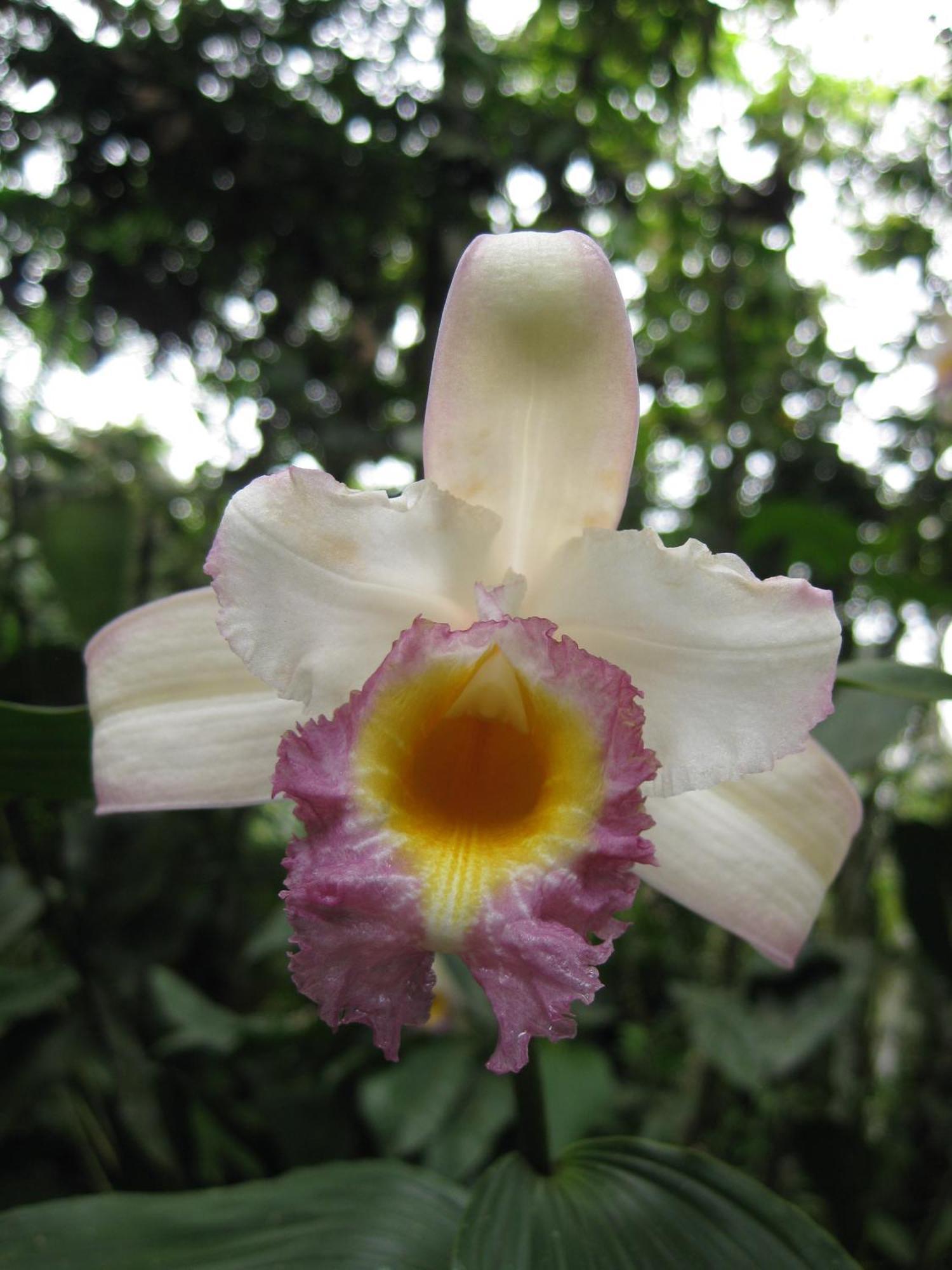 Cabanas Armonia Y Jardin De Orquideas Mindo Dış mekan fotoğraf