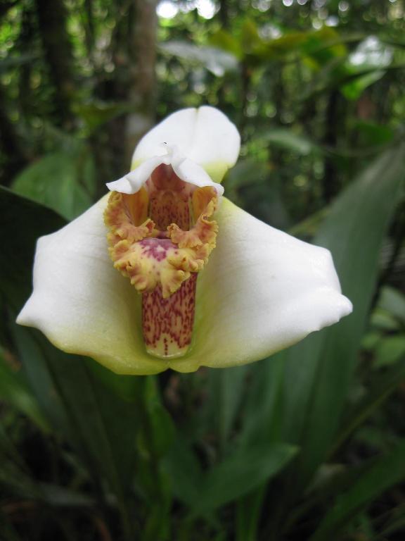 Cabanas Armonia Y Jardin De Orquideas Mindo Dış mekan fotoğraf