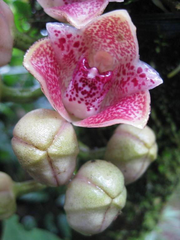 Cabanas Armonia Y Jardin De Orquideas Mindo Dış mekan fotoğraf