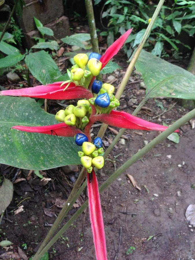 Cabanas Armonia Y Jardin De Orquideas Mindo Dış mekan fotoğraf