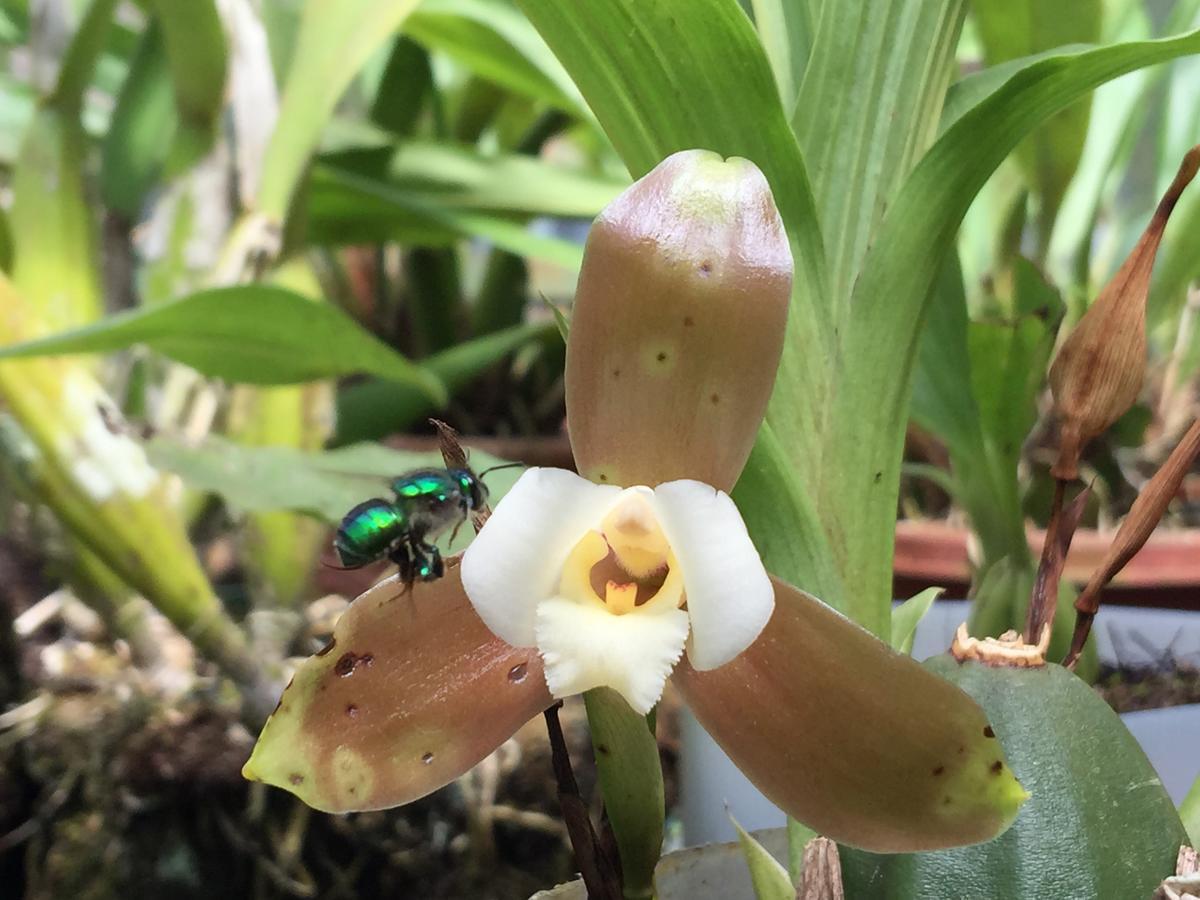 Cabanas Armonia Y Jardin De Orquideas Mindo Dış mekan fotoğraf