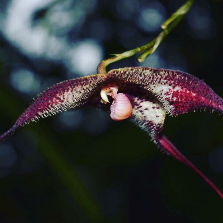 Cabanas Armonia Y Jardin De Orquideas Mindo Dış mekan fotoğraf